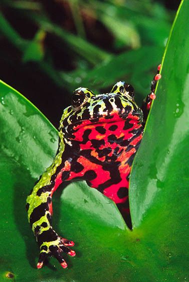 Fire Belly Toad