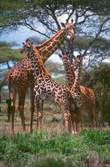 1giraffefamily1.jpg