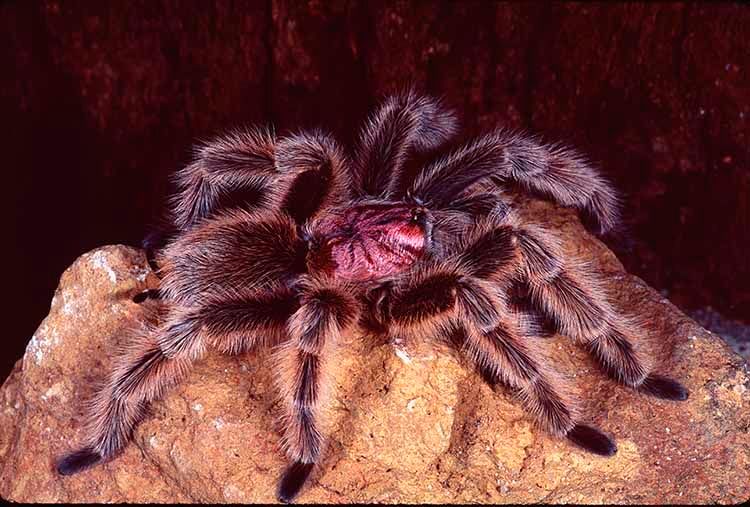 1truerosehairtarantula2.jpg