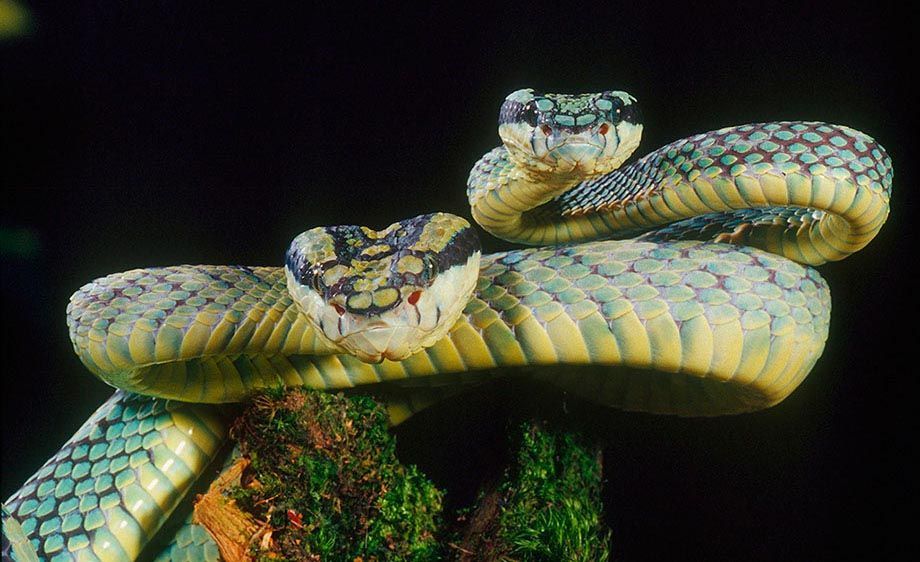 Sri Lankan Palm Viper