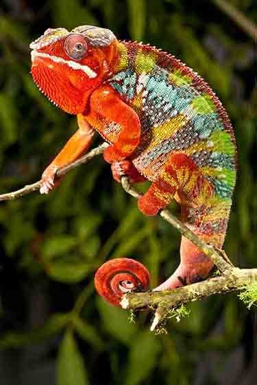 Panther Chameleon (Male)