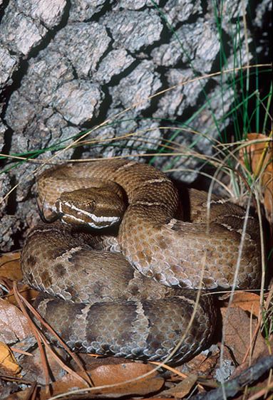 Ridge-nosed Rattlesnake