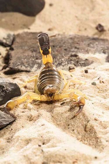 1yellowfattailrscorpion.jpg