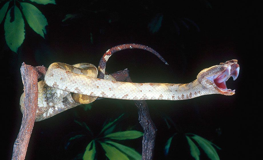 Borneo Eyelash Viper Striking