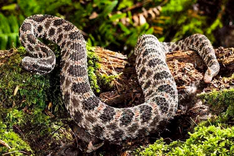 1duskypygmyrattlesnake.jpg