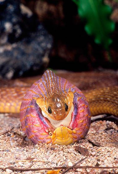 African Egg Eating Snake