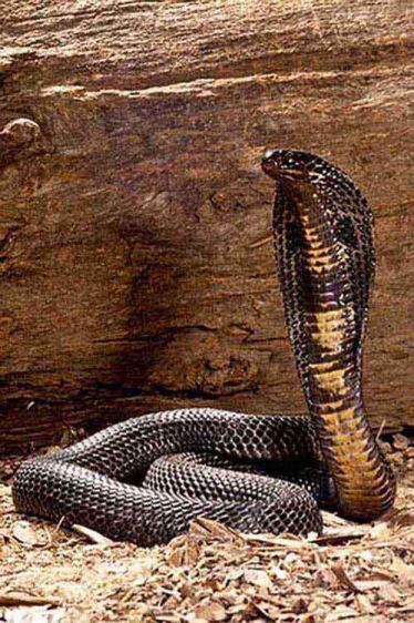 Black Pakistan Cobra