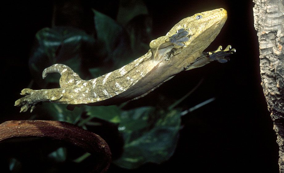 New Caledonia Giant Gecko