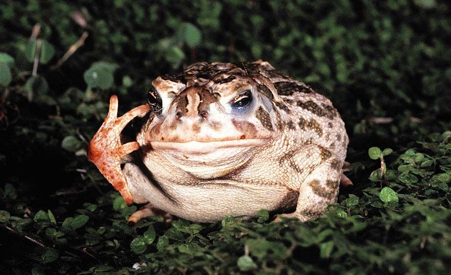 Great Plains Toad
