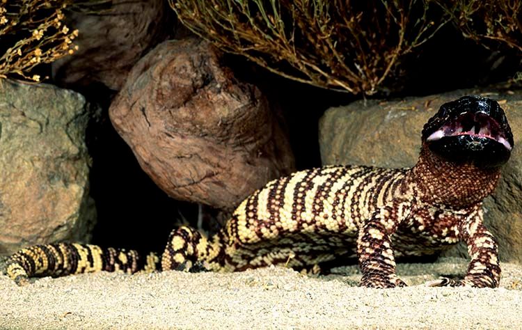 Beaded Lizard