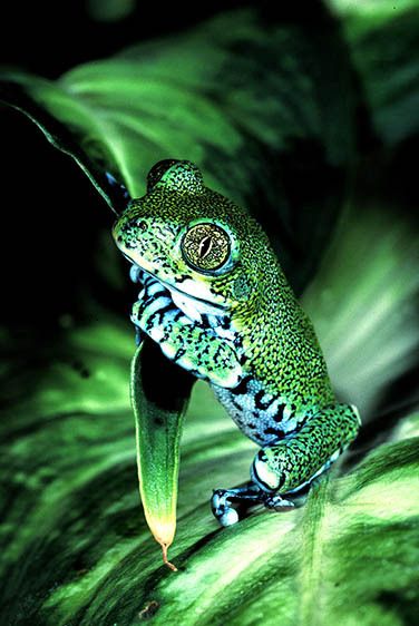 Big Eye Treefrog