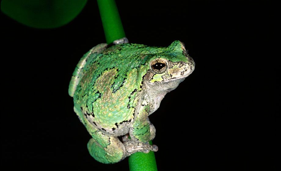 Gray Treefrog (Green Phase)