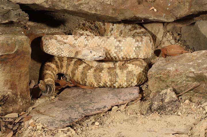 Speckled Rattlesnake