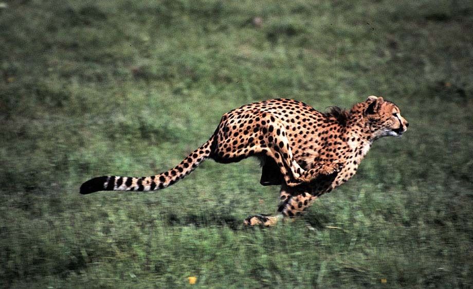 Cheetah