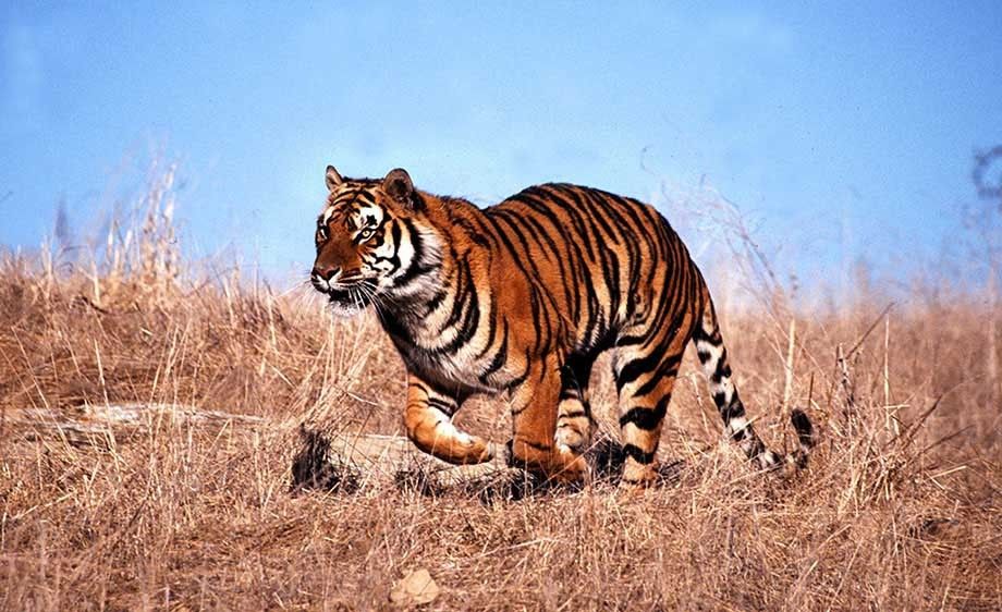 Bengal Tiger