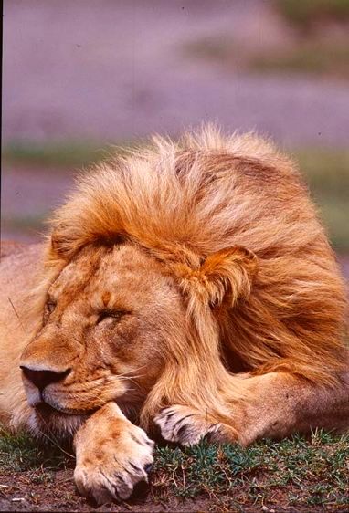 1male_lionsleeping.jpg