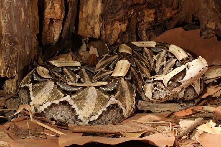 Western Gaboon Viper