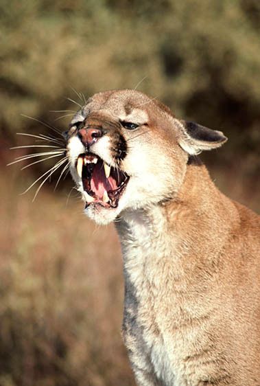 Mountain Lion, Cougar, Puma