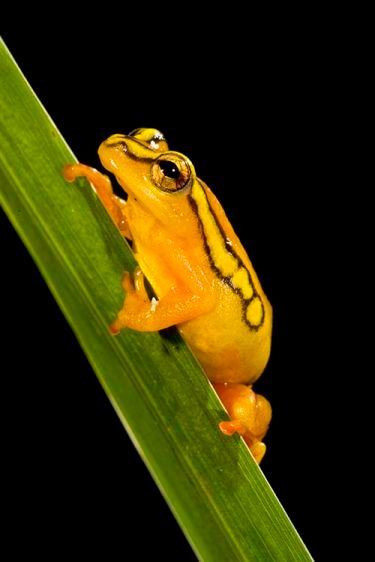 1argusreedfrog2.jpg