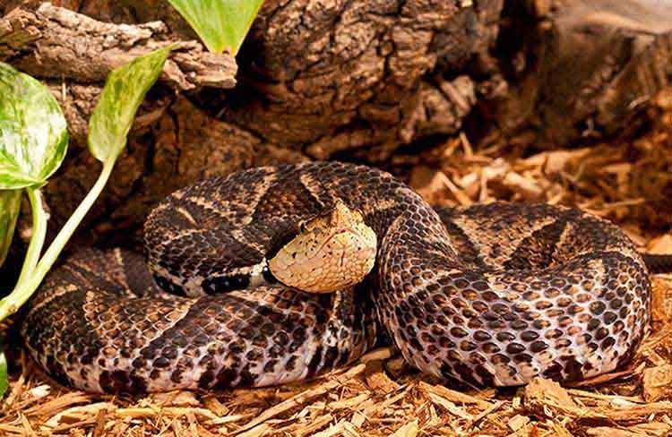 Sharp Nose Viper - Hundred Pace Snake