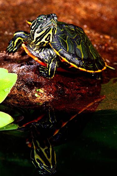 Red Belly Turtle