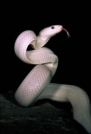 Leucistic Texas Rat Snake