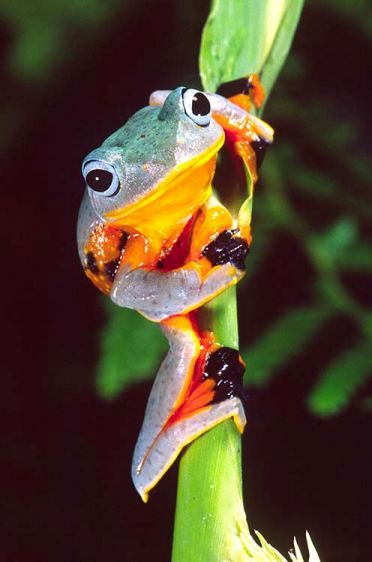 Blue Webbed Gliding Frog