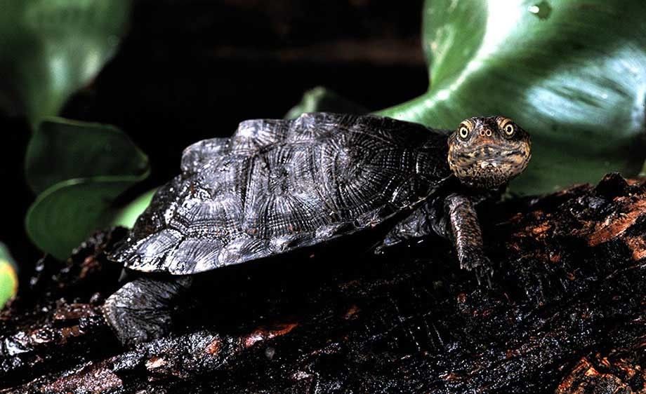 African Mud Turtle