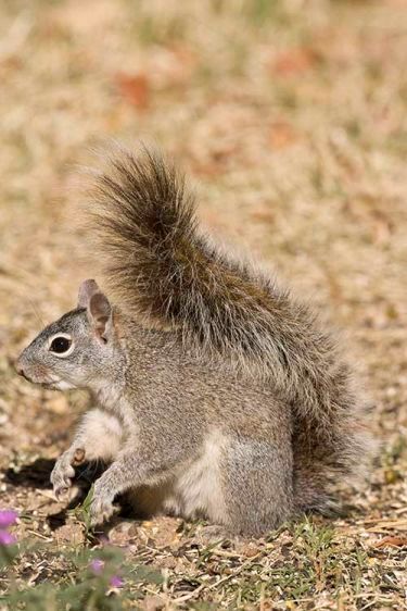 Arizona Gray Squirrel