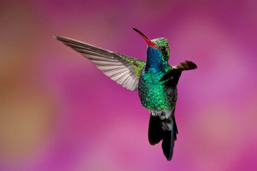 Broad-Billed Hummingbird