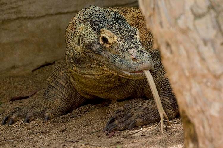 1komododragon.jpg