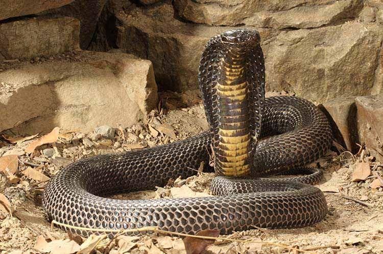 1blackpakistancobra1.jpg