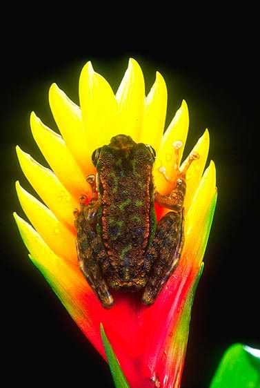 Silver Toed Treefrog