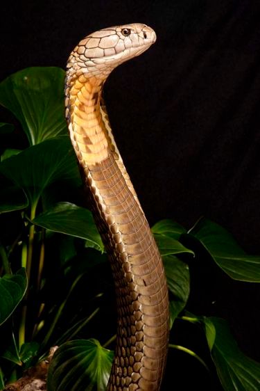 1kingcobra2.jpg