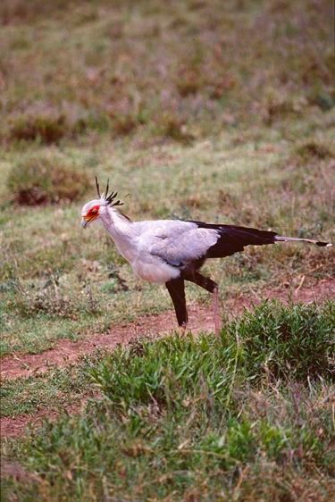 1secretarybird3.jpg