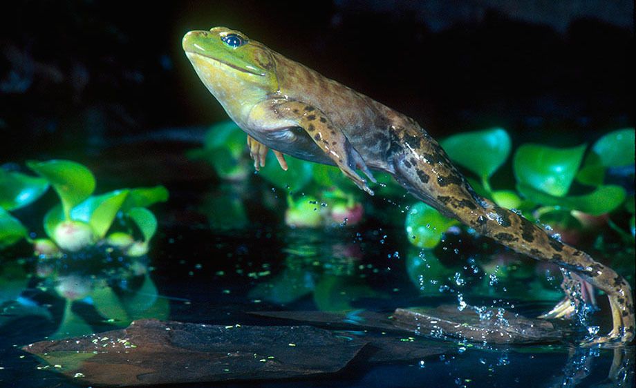 American Bull Frog