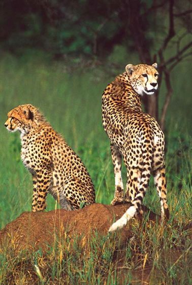 Cheetah with Juvenile
