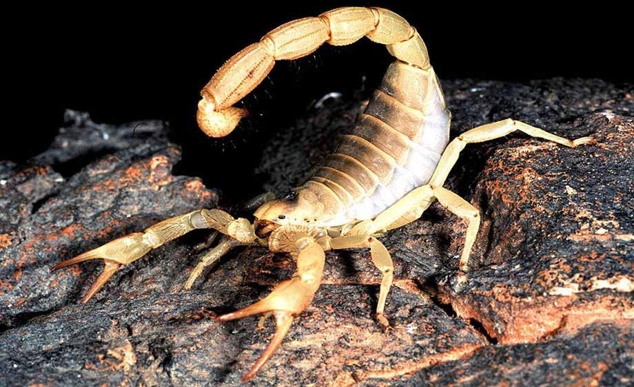 Desert Hairy Scorpion