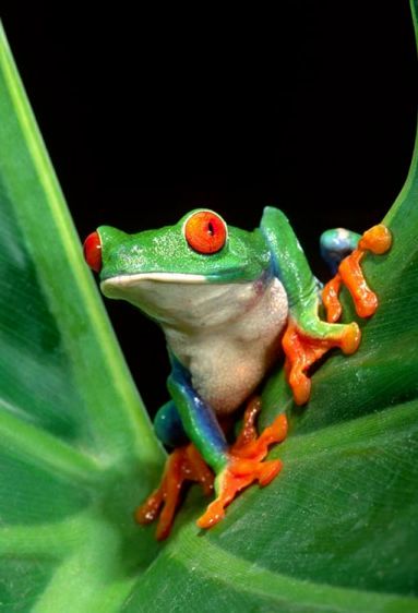 Red Eye Treefrog Emerging from the Leaf