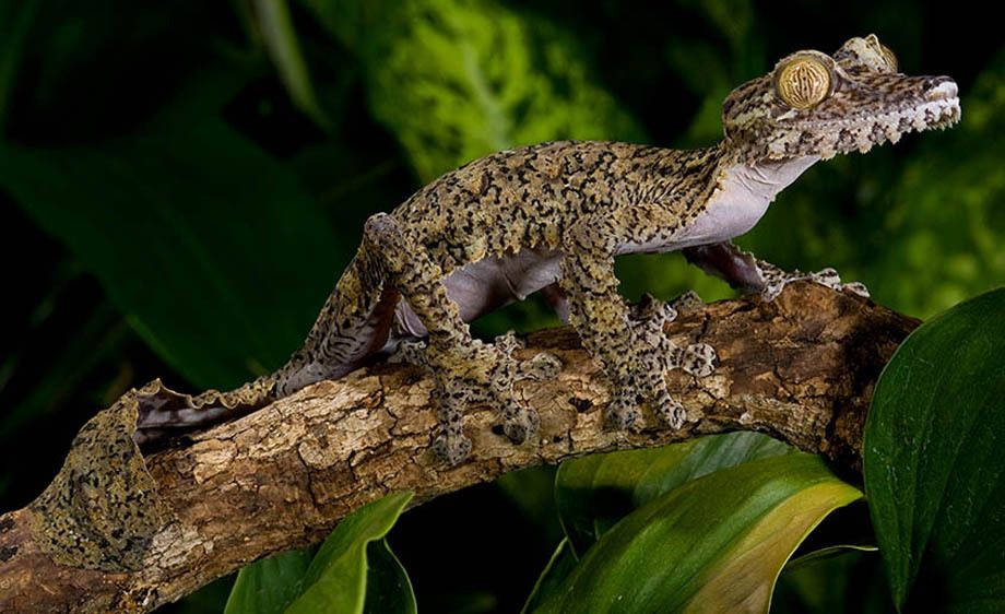 Giant Leaf-tail  Gecko