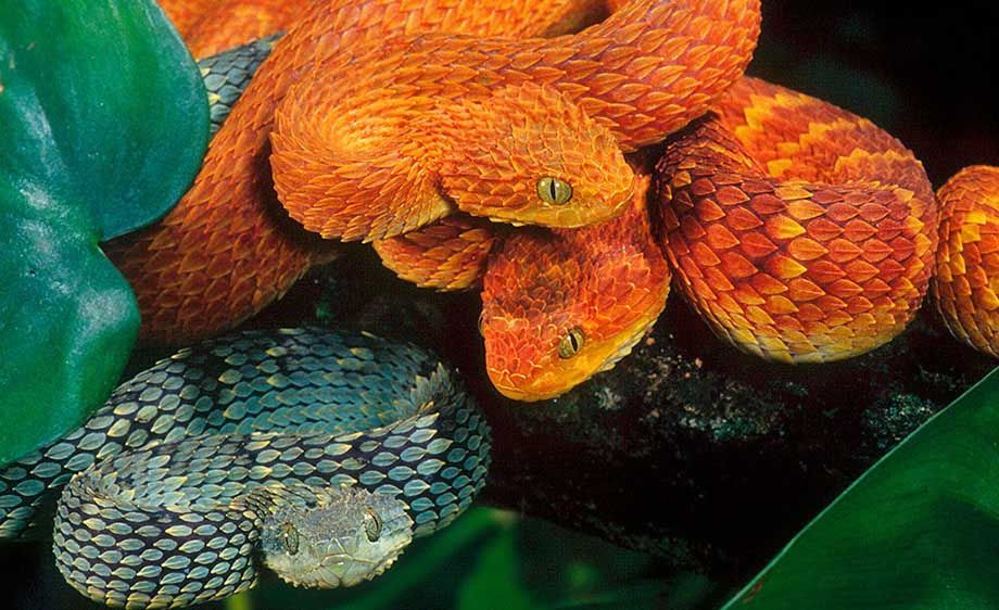 African Bush Viper