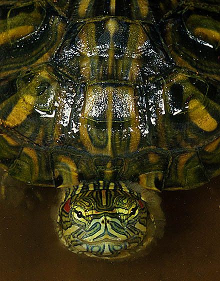 Red Eared Slider