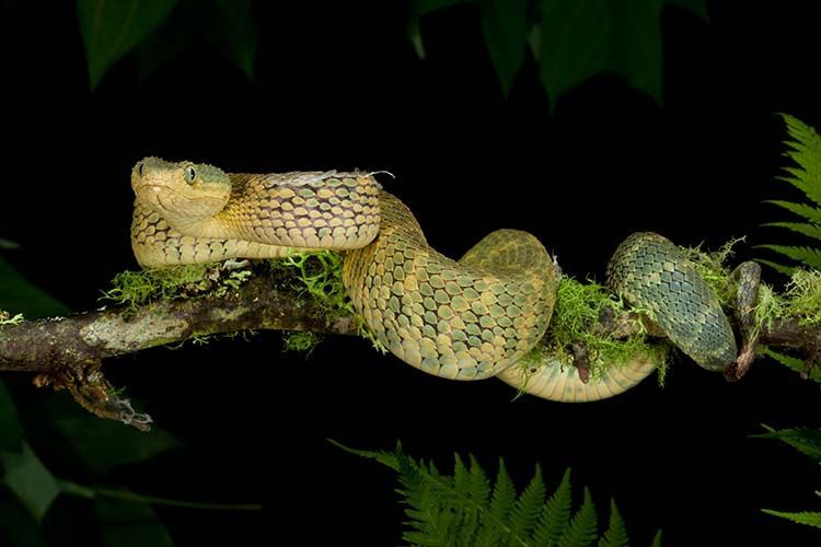 Bush Viper