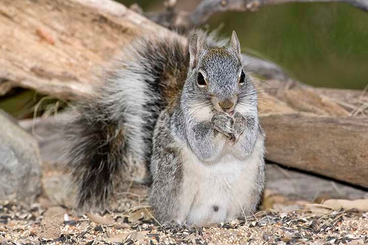Arizona Gray Squirrel