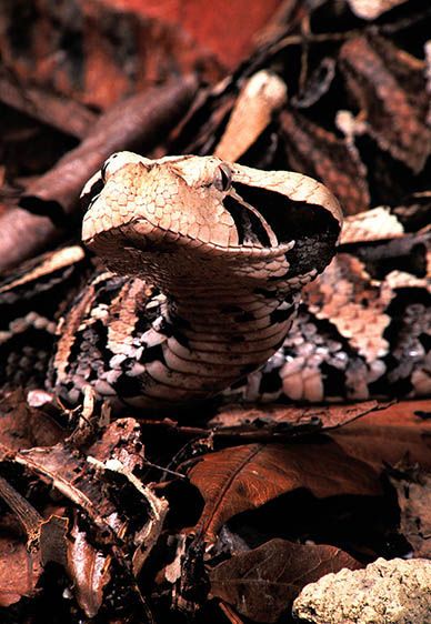East African Gaboon Viper