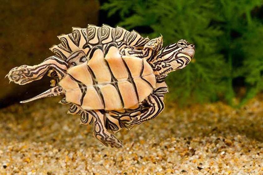 Black-knobbed SawbackTurtle