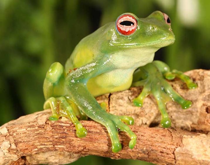 1madagascerglassfrog.jpg