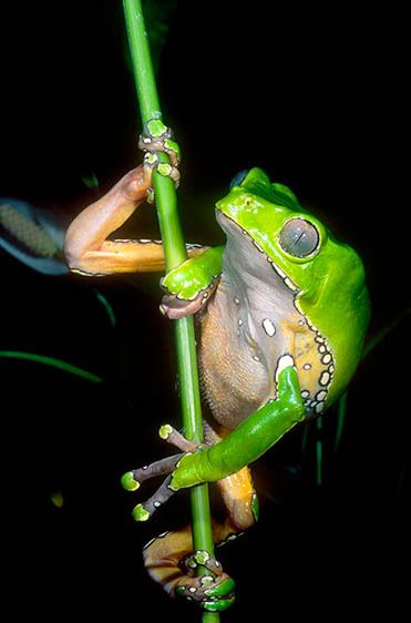 Bicolor Monkey Frog