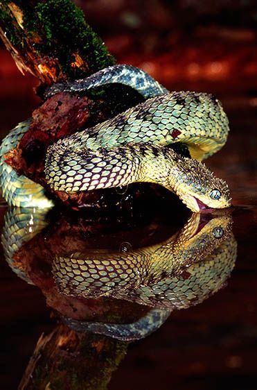 African Bush Viper