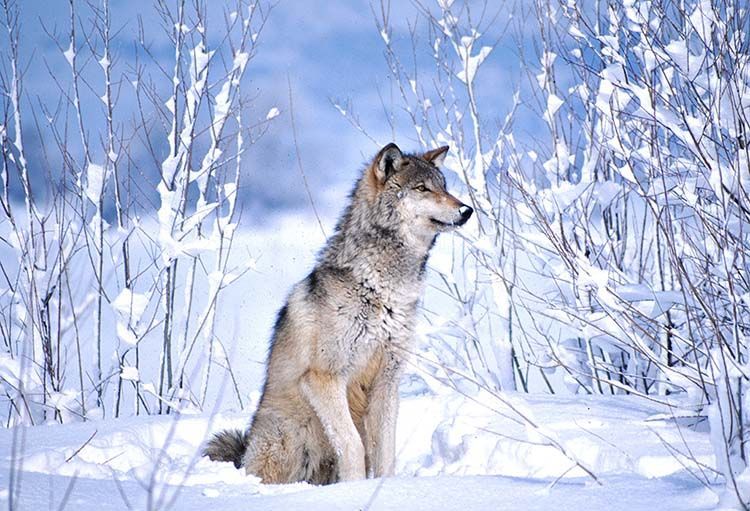 1graywolfinthesnow.jpg